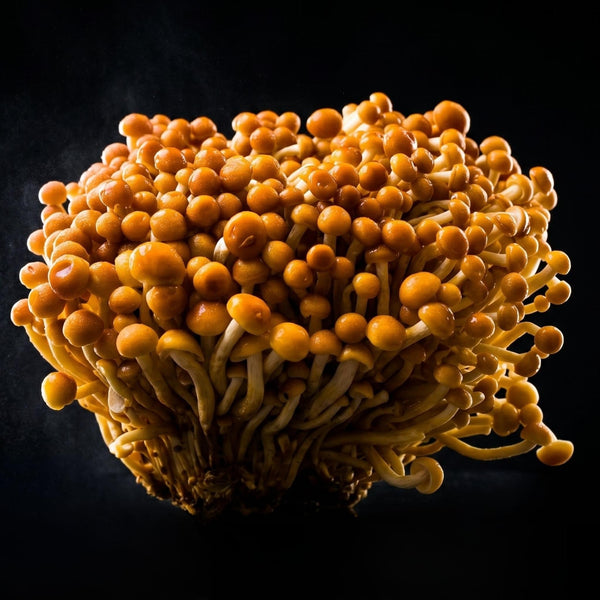 Golden Enoki