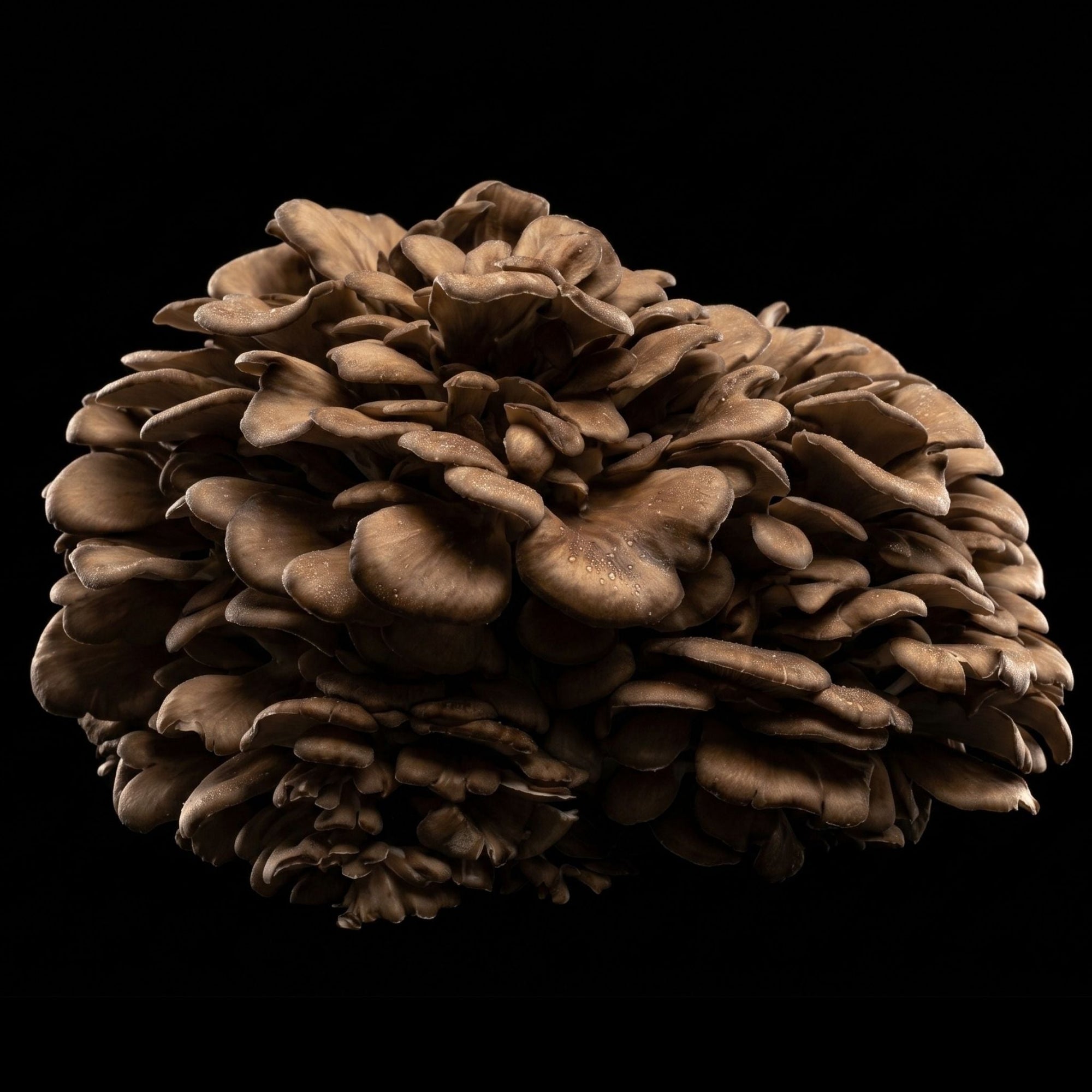 Maitake