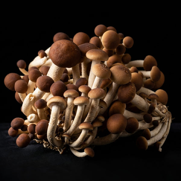 Pioppino