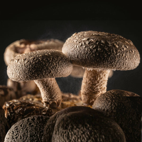 Shiitake